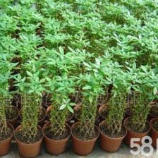 深圳盆栽花卉植物销售、租赁,园林绿化工程设计、施工