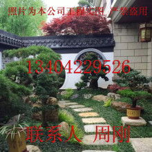 苏州市光福镇香雪海梅花桂花苗圃苗木基地 供应产品