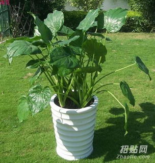 广州租花 园林设计 绿化工程 绿化维护等