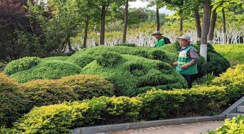 泰安市园林绿化管理服务中心 节日不打 烊 ,扮靓城市忙