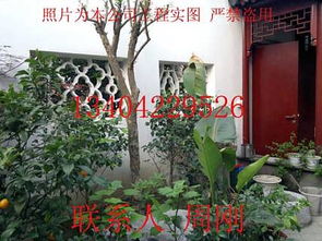 苏州屋顶绿化工程 空中别墅绿化 屋顶花园绿化 楼顶花园绿化苗木